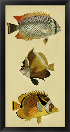 Framed Trio of Tropical Fish II Print