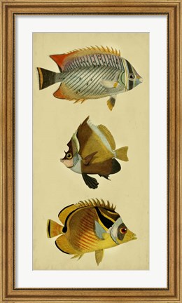 Framed Trio of Tropical Fish II Print