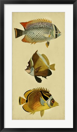 Framed Trio of Tropical Fish II Print