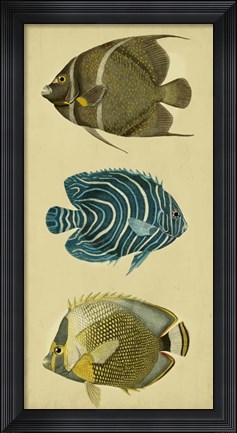 Framed Trio of Tropical Fish III Print