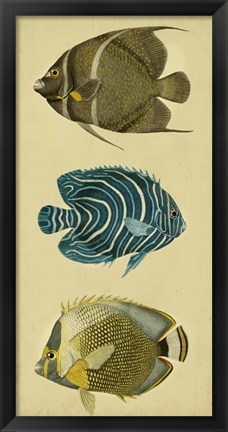 Framed Trio of Tropical Fish III Print