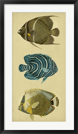 Framed Trio of Tropical Fish III Print