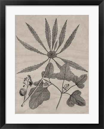 Framed Eloquent Leaves III Print