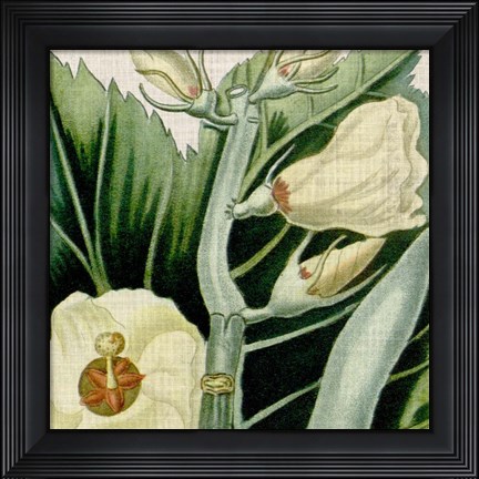 Framed Cropped Turpin Tropicals III Print