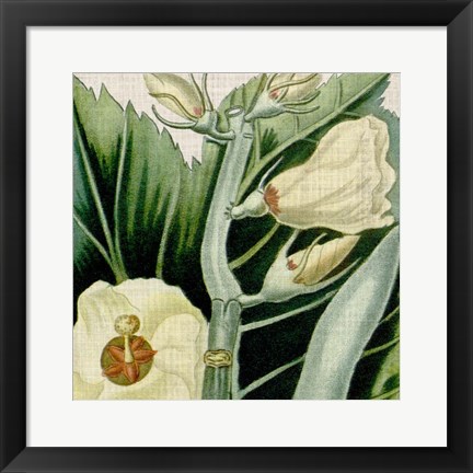 Framed Cropped Turpin Tropicals III Print