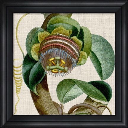 Framed Cropped Turpin Tropicals IV Print