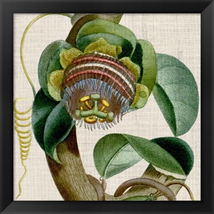 Framed Cropped Turpin Tropicals IV Print