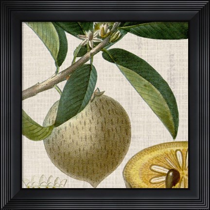 Framed Cropped Turpin Tropicals V Print