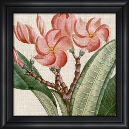 Framed Cropped Turpin Tropicals VII Print