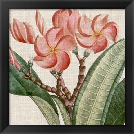 Framed Cropped Turpin Tropicals VII Print