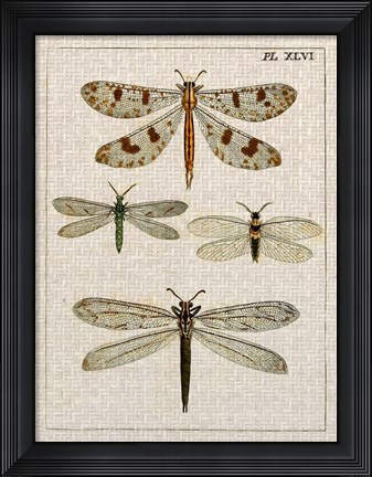 Framed Dragonfly Study I Print