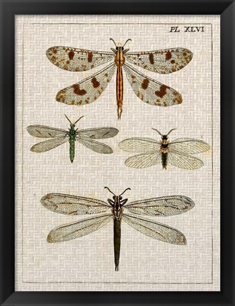 Framed Dragonfly Study I Print