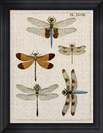 Framed Dragonfly Study II Print