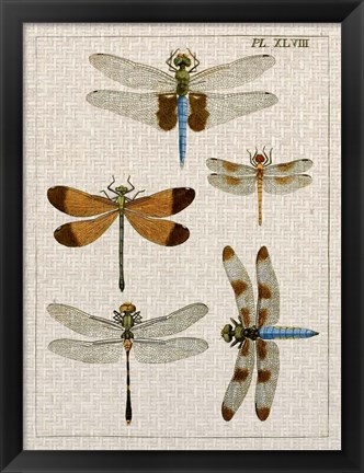 Framed Dragonfly Study II Print