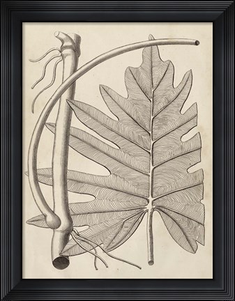 Framed Distinctive Leaves I Print