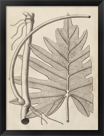 Framed Distinctive Leaves I Print