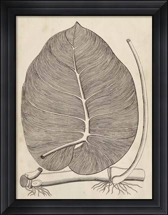 Framed Distinctive Leaves II Print