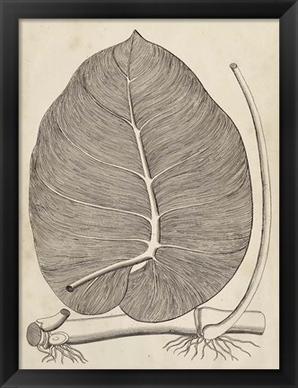 Framed Distinctive Leaves II Print