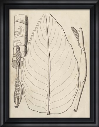 Framed Distinctive Leaves III Print