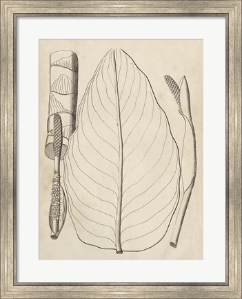 Framed Distinctive Leaves III Print