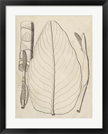 Framed Distinctive Leaves III Print