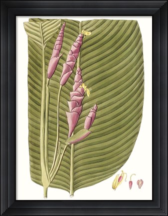 Framed Leaves of the Tropics I Print