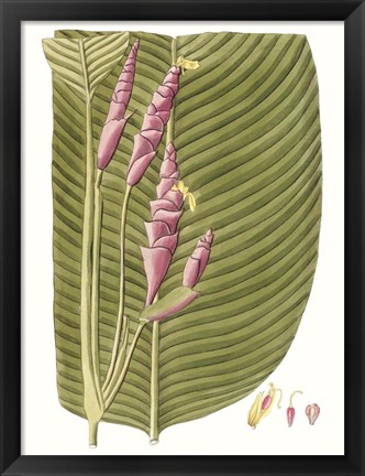 Framed Leaves of the Tropics I Print