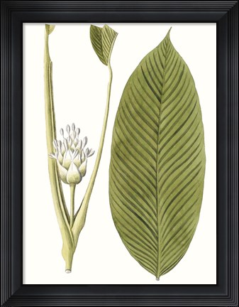 Framed Leaves of the Tropics II Print