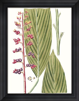 Framed Leaves of the Tropics III Print