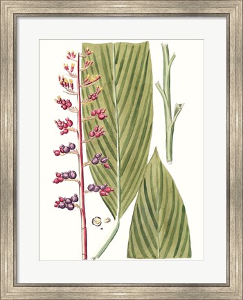 Framed Leaves of the Tropics III Print