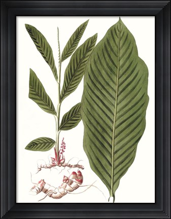 Framed Leaves of the Tropics IV Print
