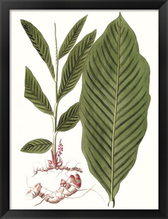 Framed Leaves of the Tropics IV Print