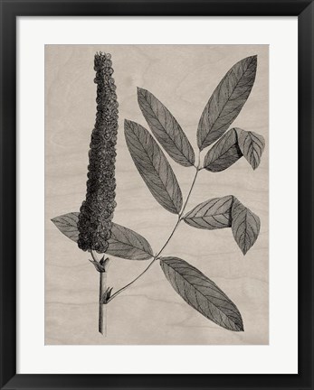 Framed Eloquent Leaves I Print