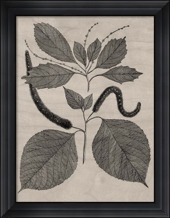 Framed Eloquent Leaves II Print