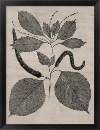 Framed Eloquent Leaves II Print