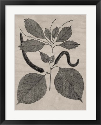 Framed Eloquent Leaves II Print