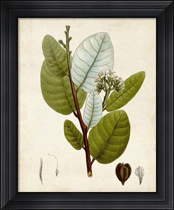 Framed Verdant Foliage I Print