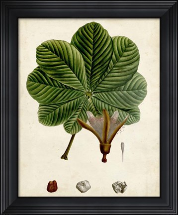 Framed Verdant Foliage II Print