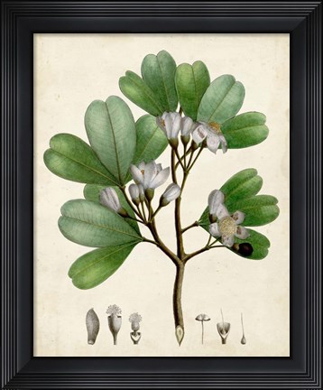 Framed Verdant Foliage III Print