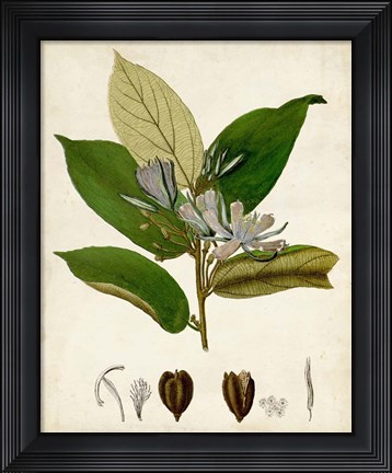 Framed Verdant Foliage IV Print