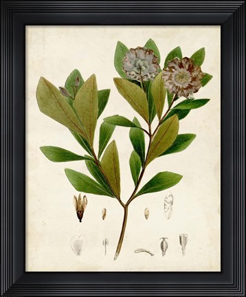 Framed Verdant Foliage V Print