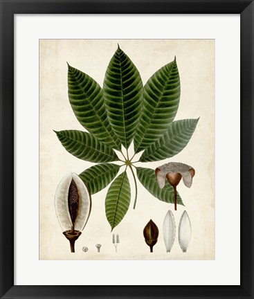 Framed Verdant Foliage VII Print