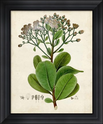 Framed Verdant Foliage VIII Print