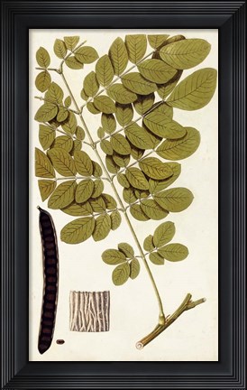 Framed Leaf Varieties I Print
