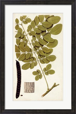Framed Leaf Varieties I Print