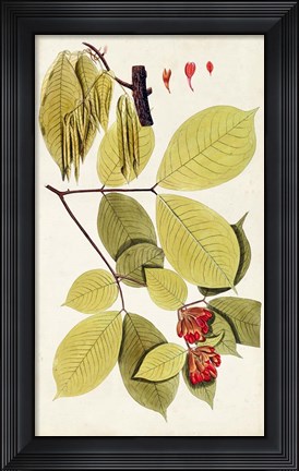 Framed Leaf Varieties II Print