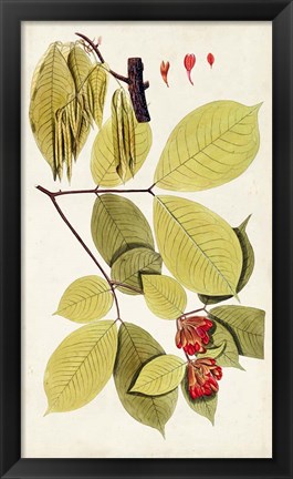 Framed Leaf Varieties II Print