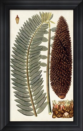 Framed Leaf Varieties IV Print