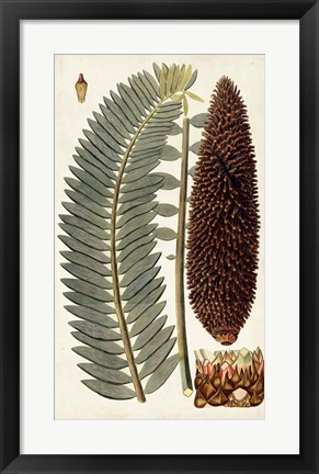 Framed Leaf Varieties IV Print