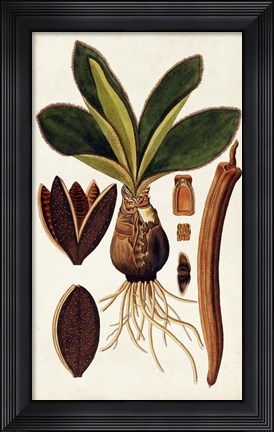 Framed Leaf Varieties V Print